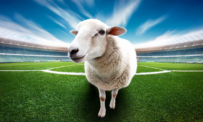 Sheep