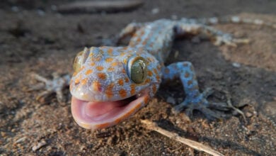 Tokay Gecko