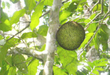 Treculia Africana