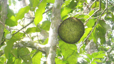 Treculia Africana