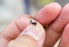 Ant