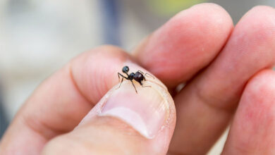 Ant