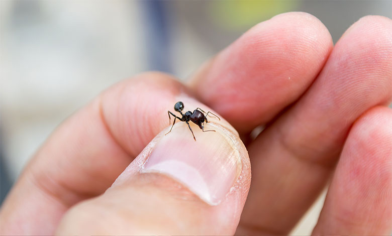 Ant