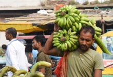 Banana