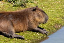 Capybara