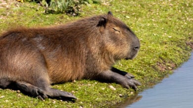 Capybara