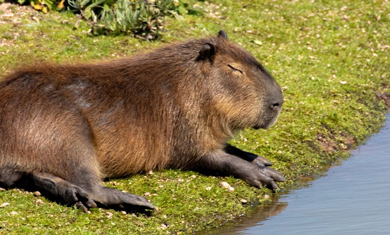 Capybara