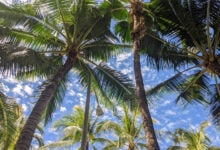 Coconut Tree