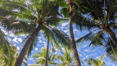 Coconut Tree