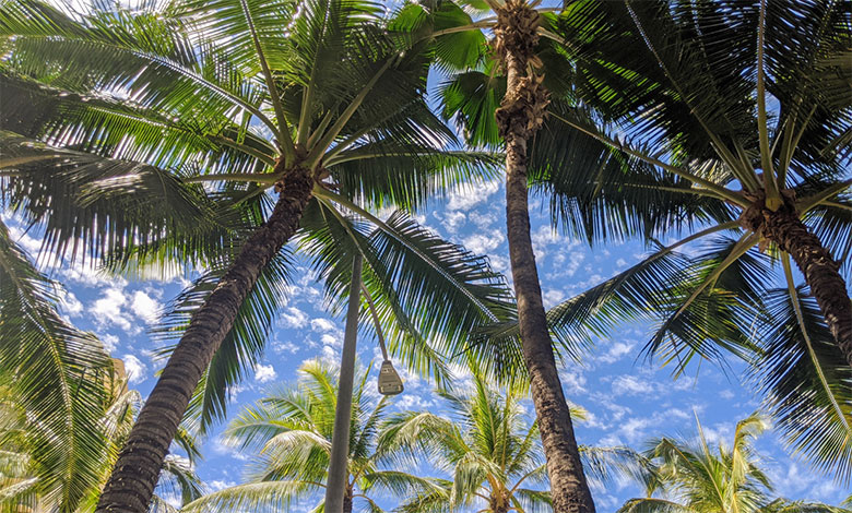 Coconut Tree