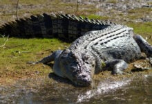 Crocodile