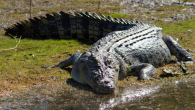 Crocodile