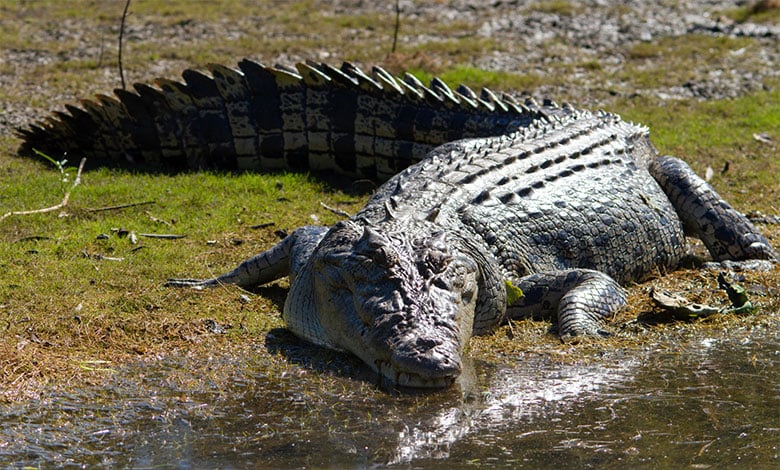 Crocodile