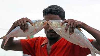Fish
