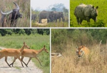 Kaziranga National Park