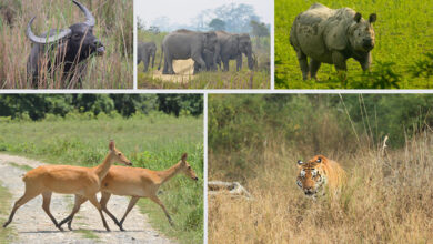 Kaziranga National Park