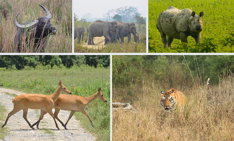 Kaziranga National Park