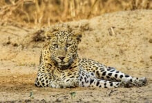 Leopard