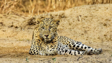 Leopard