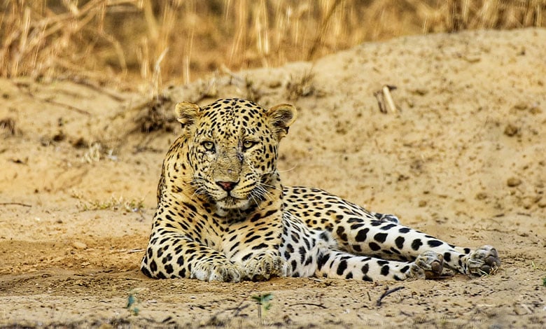 Leopard