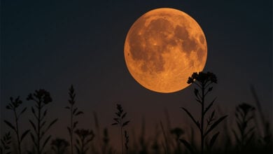 Moon