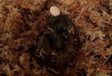Powelliphanta Augusta