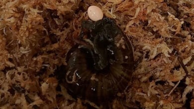 Powelliphanta Augusta