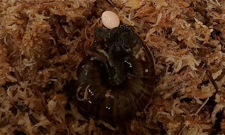 Powelliphanta Augusta