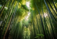 Bamboo