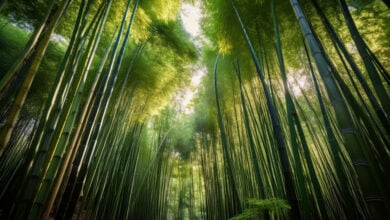 Bamboo
