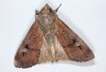 Bogong Moth
