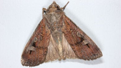 Bogong Moth
