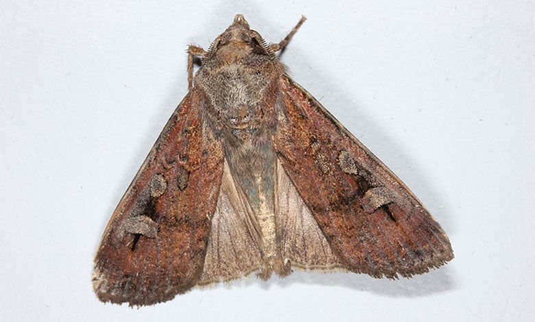 Bogong Moth