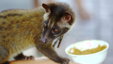Civet