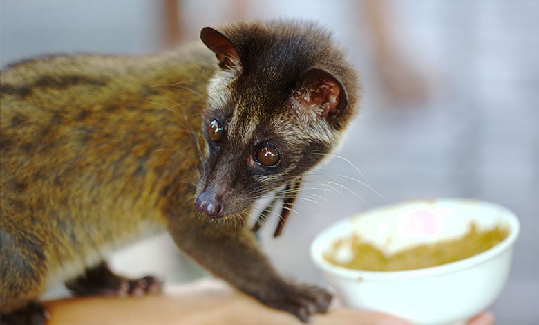 Civet