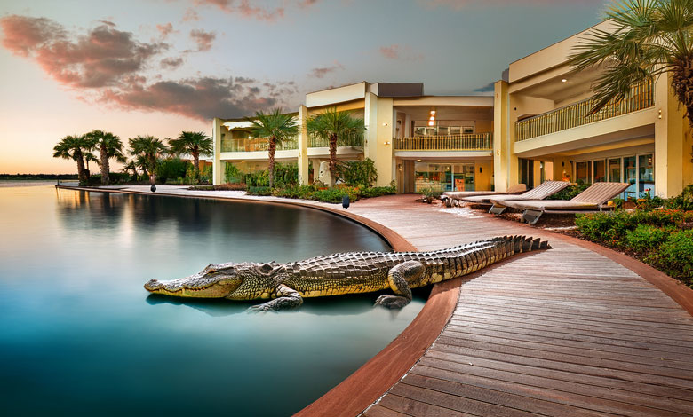 Crocodile