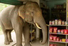 Elephant