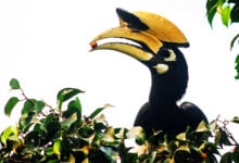 Hornbill