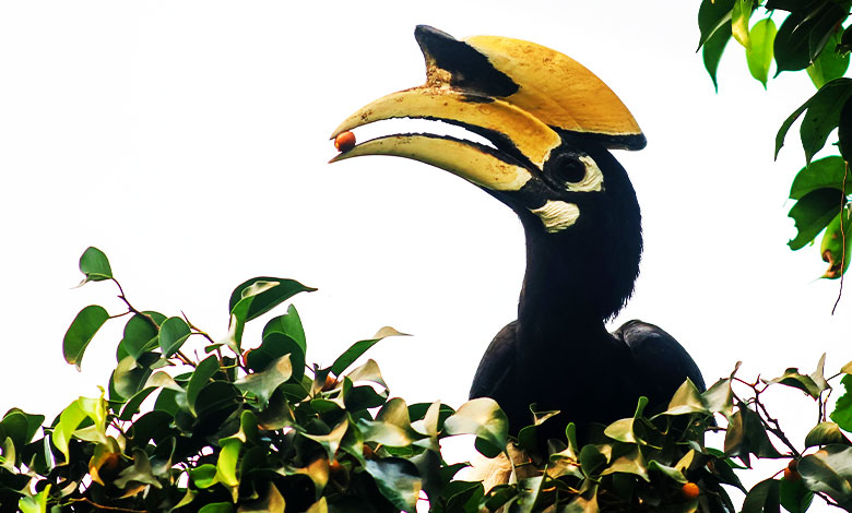 Hornbill