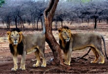 Lion