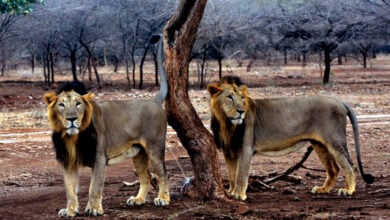 Lion