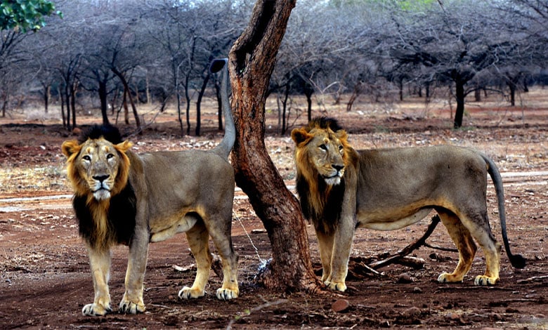 Lion