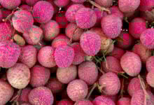 Litchi