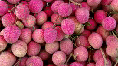 Litchi