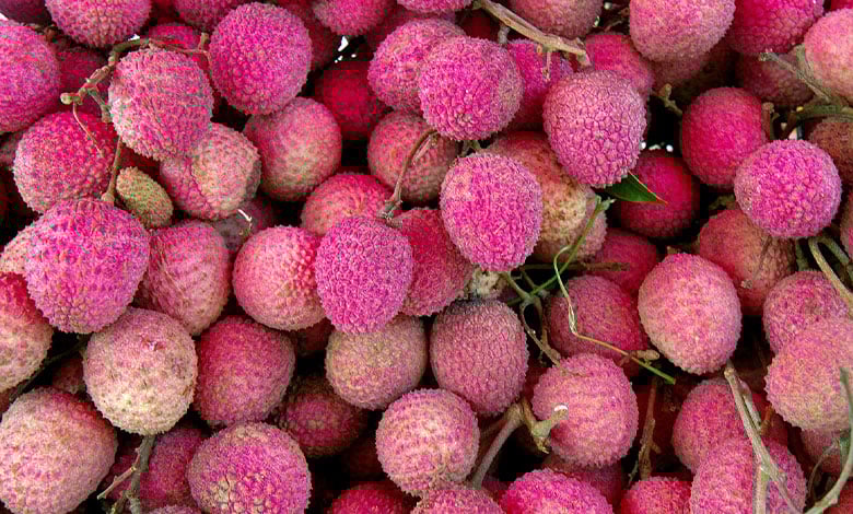 Litchi