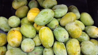 Mango