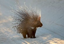 Porcupine