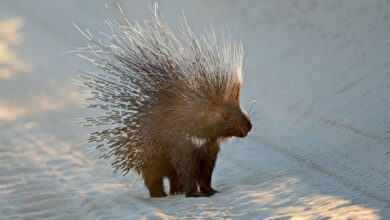 Porcupine