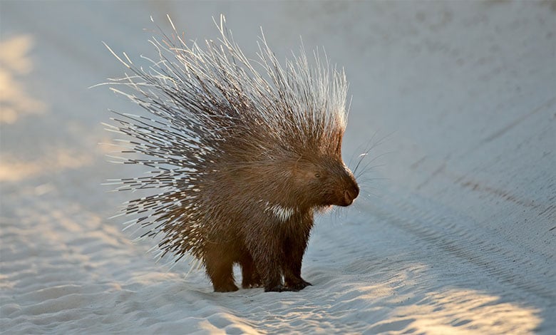 Porcupine