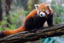 Red Panda